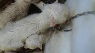 Окот мимоходом... Lambing goats in passing