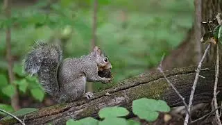 A Grey Squirrel Peeling a Black Walnut on a Tree Branch World #forest #river #wildlifephotography