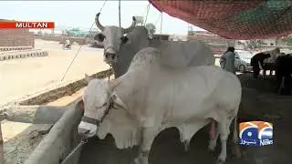 Multan mein Maweshi Mandi Awam ka rash