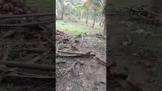 Ang pag babalik sa bundok para kumuha  sana Ng kangkung