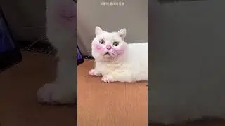 Cat Got Her Purple Color Surprise😍❤️#facts​ #viral​ #new​ #trending​ #hearttouching​ #shorts​ .