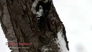 Dzięcioł białoszyi (Dendrocopos syriacus)