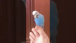Budgie Parrot #parrot #budgerigar #budgies #rec #top #funny #music #cover #singer #funnybudgies