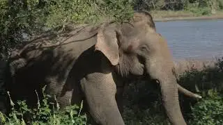 Sri Lanka Yala national park January 2020.