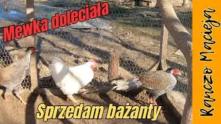 Bażanty srebrne na sprzedaż #343