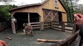 GoPro POV Adventure: A Day at the Baltimore Zoo | Animal Encounters 🐾🎥  Rude Alpaca 🤣