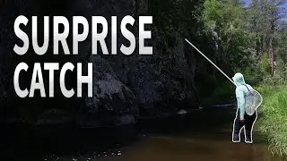 Tenkara Fishing the Black Hills (TONS of Trout + A SURPRISE Catch)