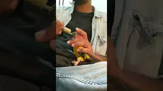 Rescued Disabled Parrot Treatment || Foster Care & Life Time Handfeeding || Special Care