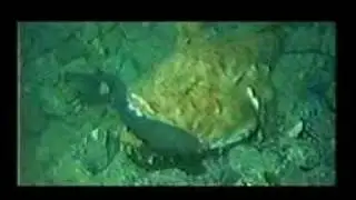 Lophius piscatorius