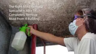 Mold Removal Experts - Morgan Basement Waterproofing