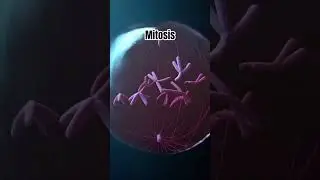 chromosome during mitosis.#cell#celldivision#mitos#meiosis#superanimeedits#chromosome...