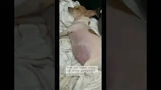 How to take care of your pregnant chihuahua / comfort her during this difficult time