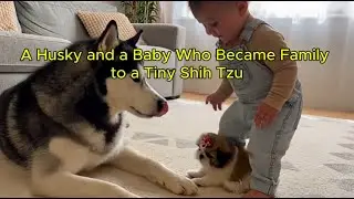 A Husky and a Baby Who Became Family to a Tiny Shih Tzu 💛#babyanddog