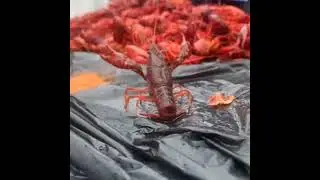 Boonk gang lobsta caught on camera!! #insane #2022 #lobster #boonkgang