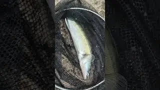 Letnji SMUDJ na vobler! 🔥 #zanderfishing #sudak #fishing #lurefishing #pecanje #ribolov