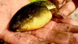 Biggest Baby in the Pond
