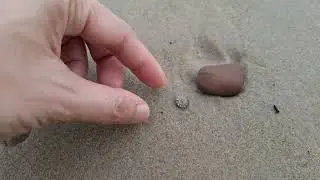 Looking for little crab with Ocean Sound
