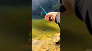 Most Fishing Carp Videos Catching Big Fish #fishing #shortvideo