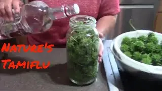 Making a Tamiflu tincture  from sweet gum balls #tamiflu #sweetgumballs #tincture