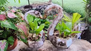 WOW MUSTASA PLANTED IN THE CEMENT SWAN POT!!!