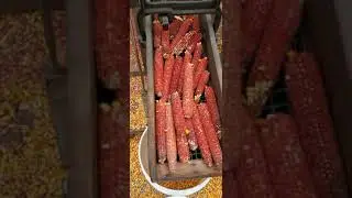 Hit and Miss corn shelling