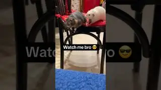 Rat jumping 🐀🐁👍😄❤️
