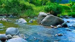 RELAXING SOUNDS FOR SLEEPING | TRANQUIL FOREST WATER FLOW FOR SLEEPING, RELAXATION AND MEDITATION #o