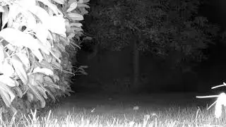 jumpy mouse // Springmaus