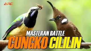 CUCAK JENGGOT - CILILIN - CUNGKO