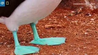 Dance of the Blue-Footed Booby | Gal&aacute;pagos | Lindblad Expeditions-National Geographic