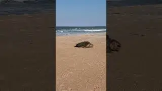 Sea Turtle arriving on beach to lay eggs.