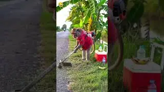 New funny videos wait for end 🤣🤣 #trending #comedy #funny #amjadentertainmentzone