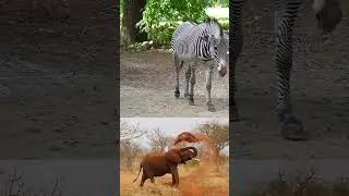 Did you know ZEBRAS can change their color patterns to bl...