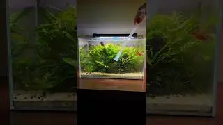 Cherry barb aquarium water change #fishtank #aquarium #plantedtank #plants #aquascape #fish