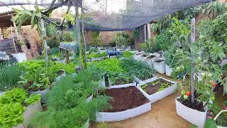 Quantas horas de sol e necess&aacute;rio para ter uma horta linda e produtiva