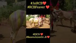 #JaiRCB#RCBFeaver#ESCN#BasavaJayanthi ✨#JaiBasavanna#Basavanna#RCBLove ❤️#KannadaSpirit