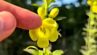 A Beautiful Parasite: Aureolaria virginica
