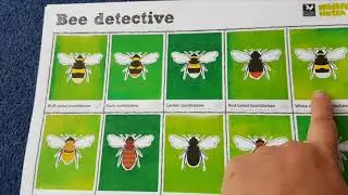 Dawn on bumble bees, honey bees, wasps and hover flies