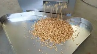 split peanut blancher