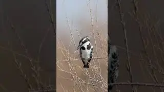 Pied Kingfishers with black&white colors and impressive singing. #birdwatching #piedkingfisher