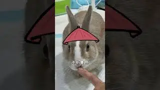 一覺醒來，覺得胯下涼涼的...🥚👋兔兔結紮多少💰，讓Buddy的XX告訴你🫣#兔子 #天竺鼠 #寵物 #兔兔日常 #rabbit