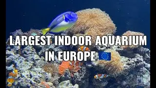 Oceanrio de Lisboa | Lisbon ocean aquarium | Portugal 🇵🇹