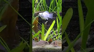 🐟Aquarium Live Stream 4U #Shorts #Aquarium #Aquariumfish