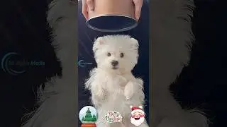 Festive Pet Spa Skills: Make Your Cats and Dogs Shine for 2025