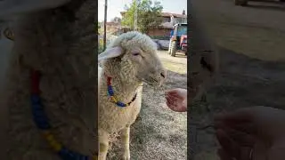 Amazing Sheep Cute, Fluffy, and Fascinating Farm Animals