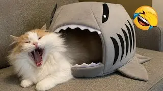 When Your Cat Starts Screaming for No Reason 😹🗣️