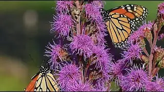 Pollinator Gardening - Threats to Pollinators and Birds