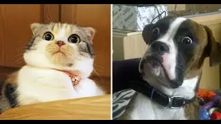 🔴 LIVE  😂 Cat & Dog Doing the UNEXPECTED!#viral #FunnyPets #catdog #CuteAnimals #viralvideo