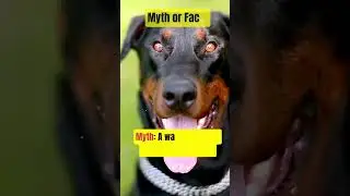 Myth Vs Facts of dogs? Testing Popular Myths with Hard Facts #dogsfacts