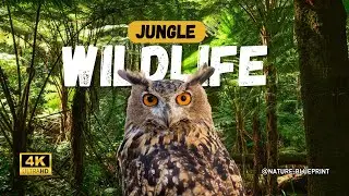 The Owl's Silent Secret: Nature's Blueprint for Stealth Flight Technology